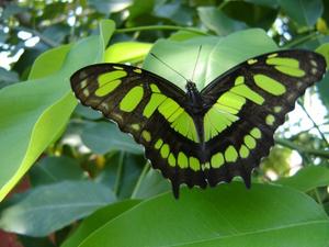 mariposa verde