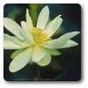 loto