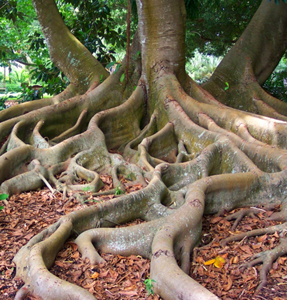 raices raices