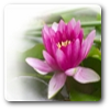 loto
